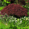 Red Dragon Japanese Maple Tree