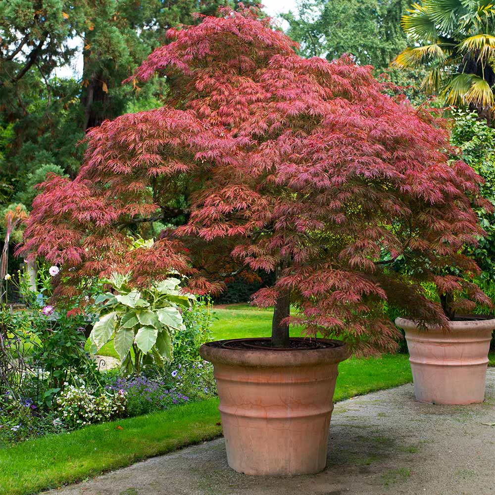#4 - Red Dragon Japanese Maple Tree