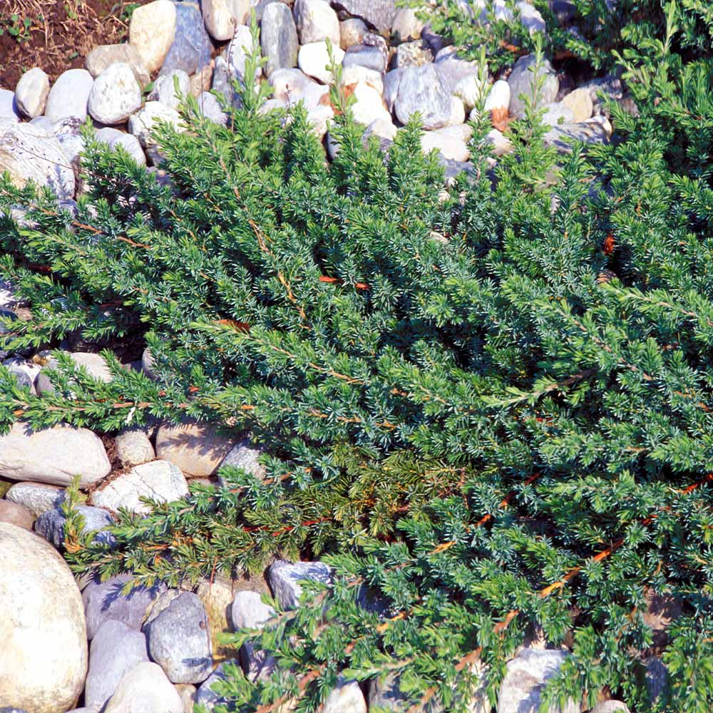 A photo of the Blue Pacific Juniper Shrub