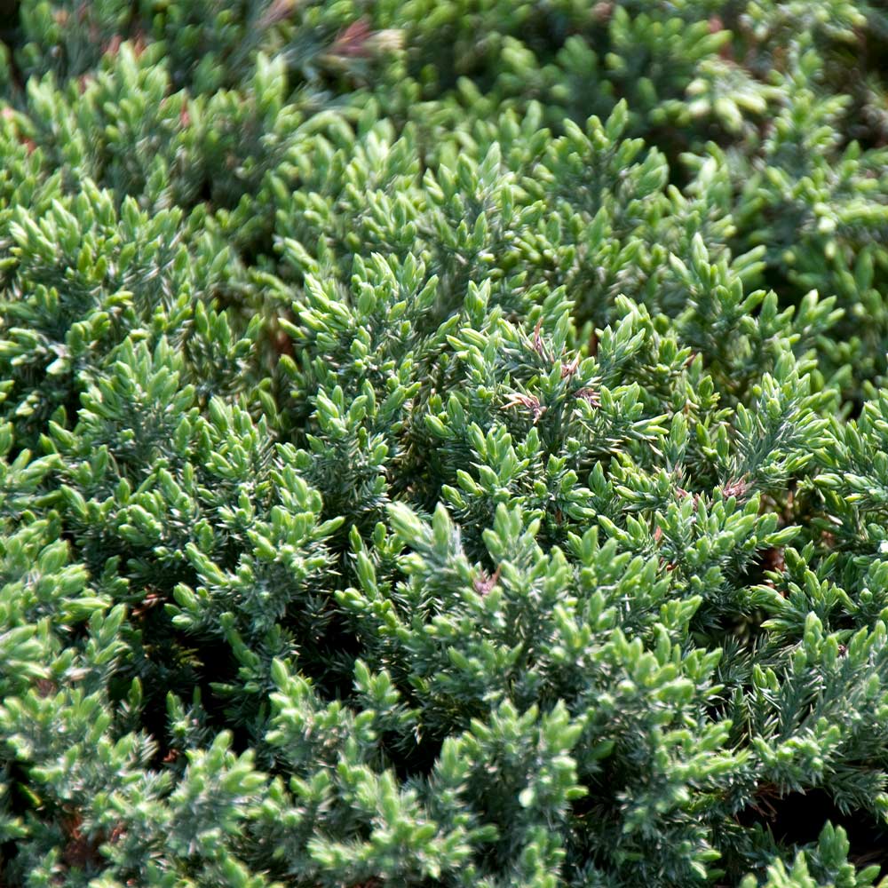 #2 - Blue Pacific Juniper Shrub