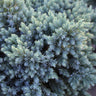 Blue Star Juniper Tree