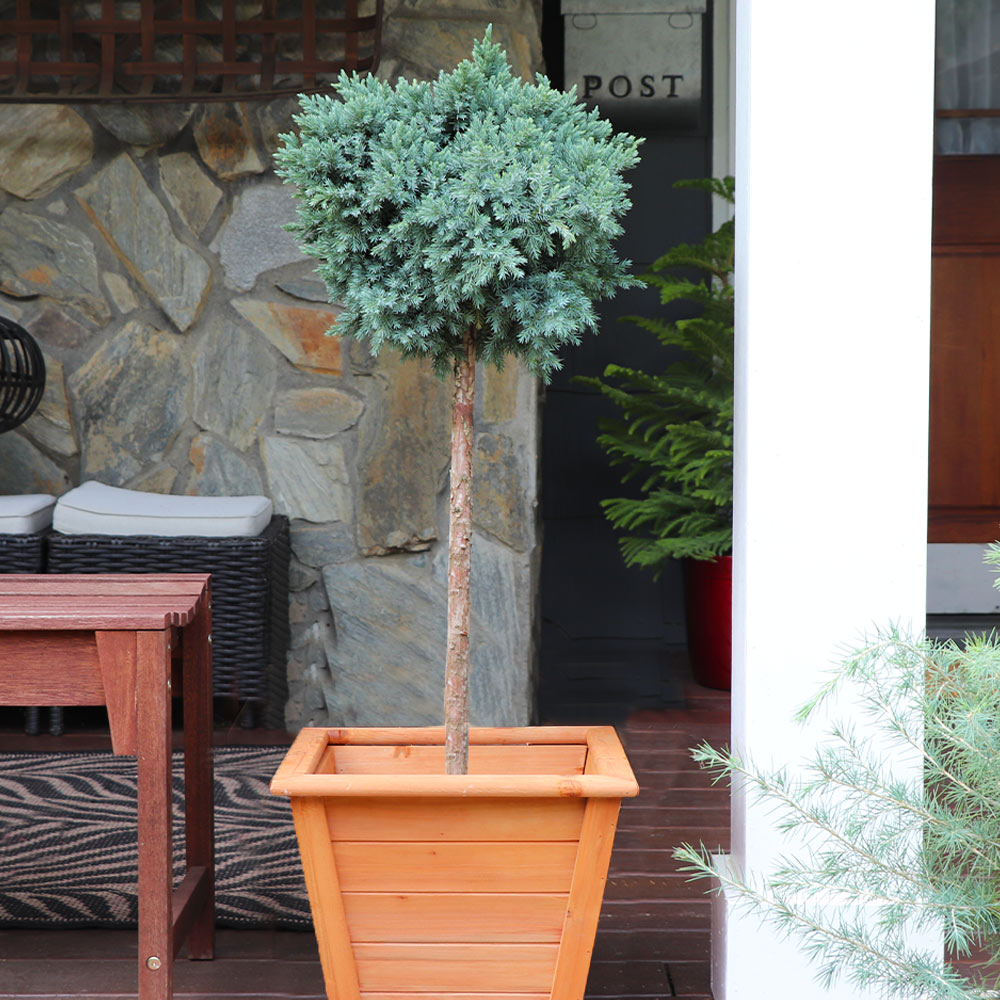 #1 - Blue Star Juniper Tree