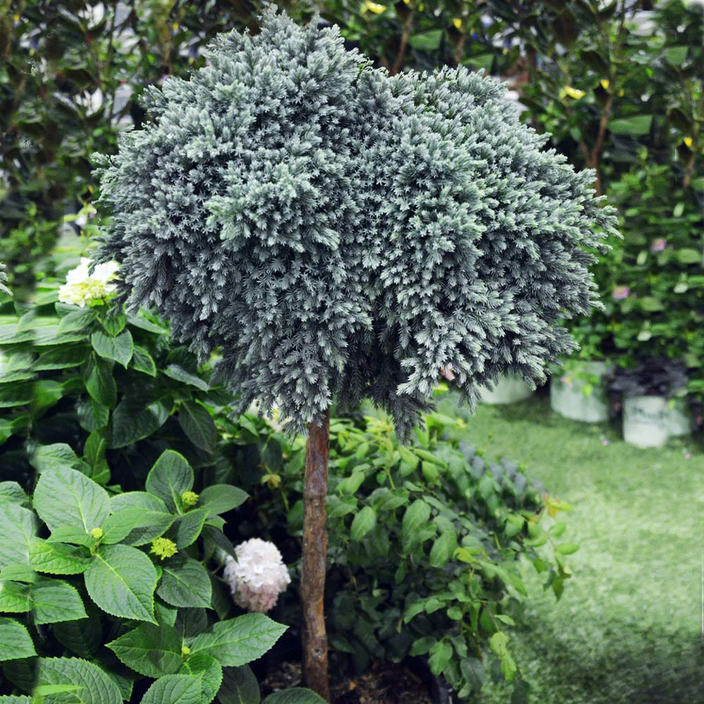 #2 - Blue Star Juniper Tree