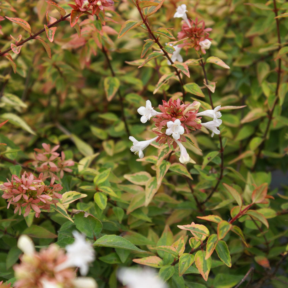 #2 - Kaleidoscope Abelia Shrub