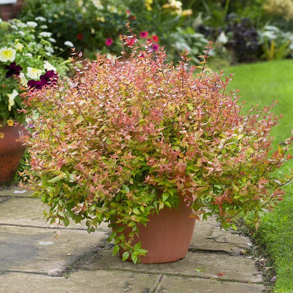 A photo of the Kaleidoscope Abelia Shrub
