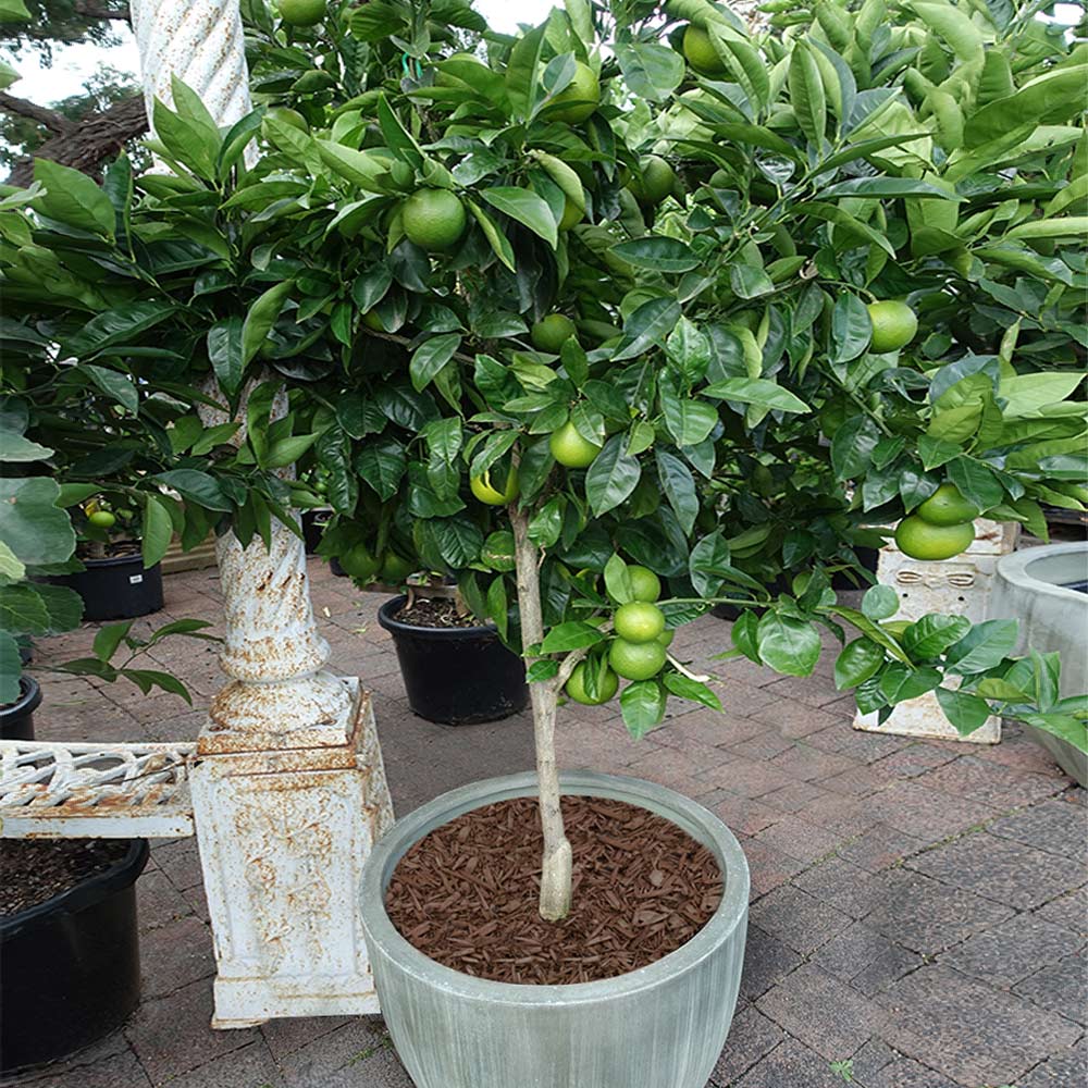 #1 - Key Lime Tree