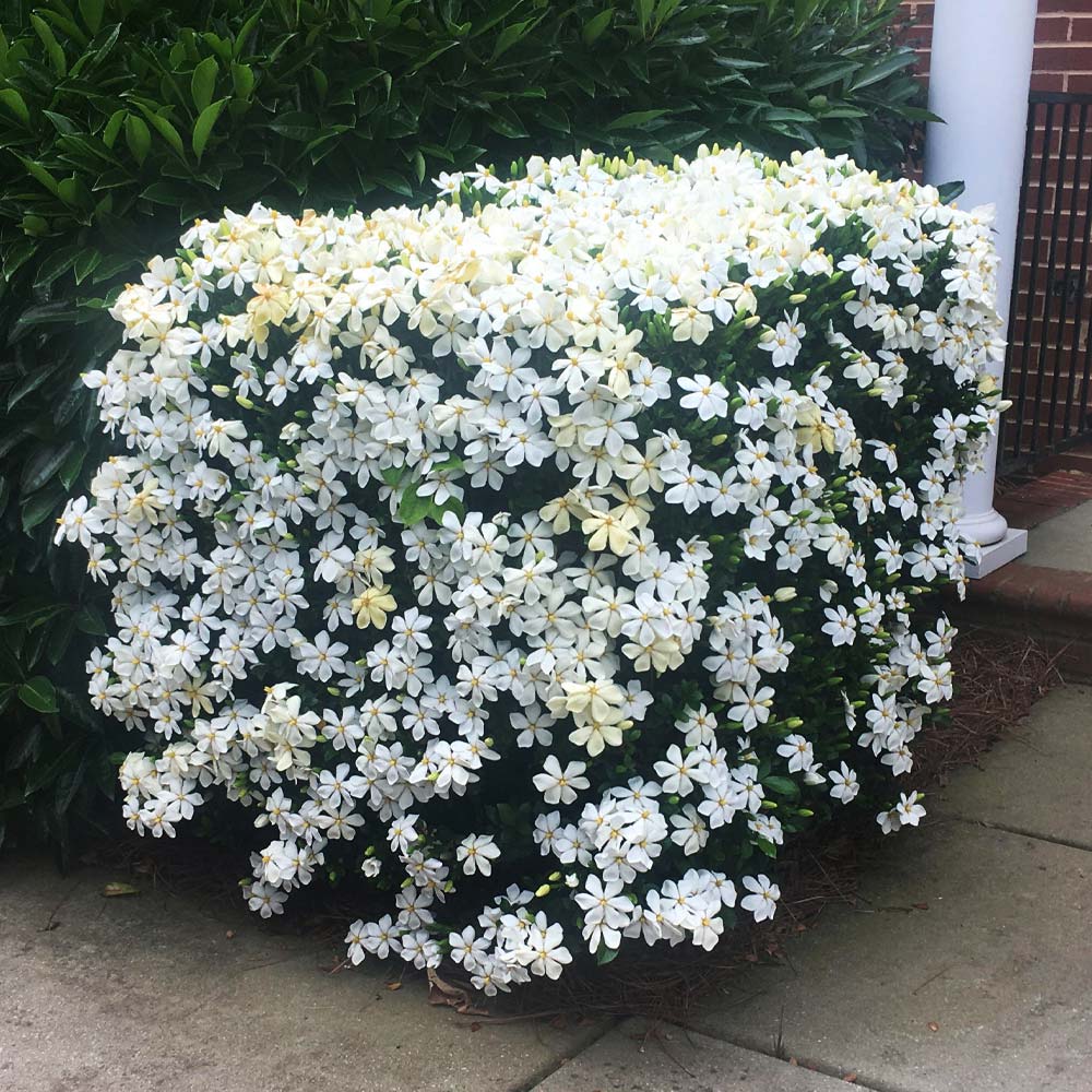 Kleim's Hardy Gardenia Shrub