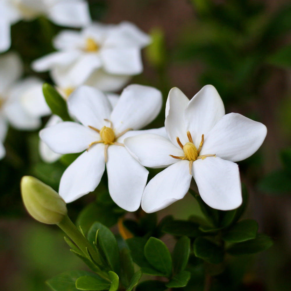 #2 - Kleim's Hardy Gardenia Shrub