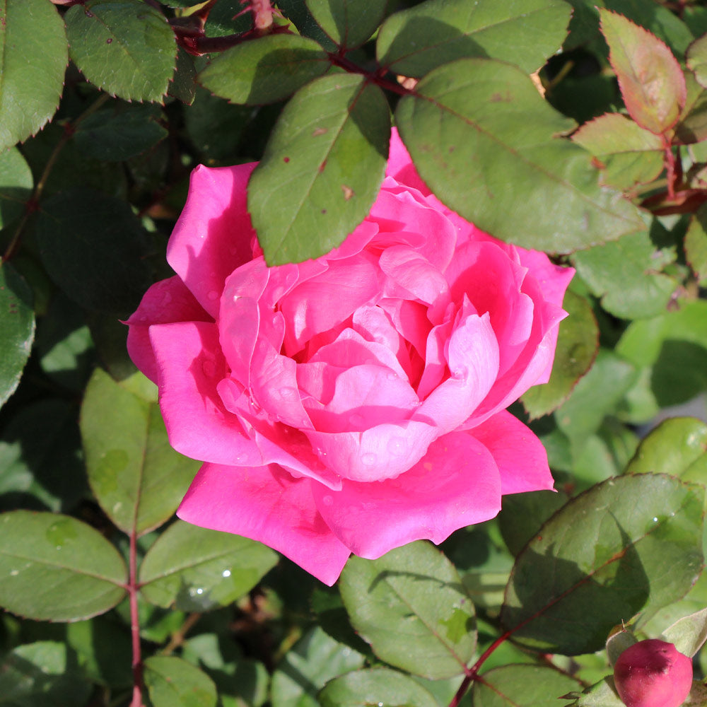 #2 - Pink Knock Out® Rose Tree