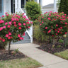 Knock Out® Rose Tree
