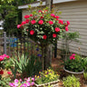 Knock Out® Rose Tree