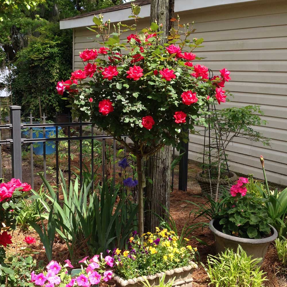 #4 - Knock Out® Rose Tree