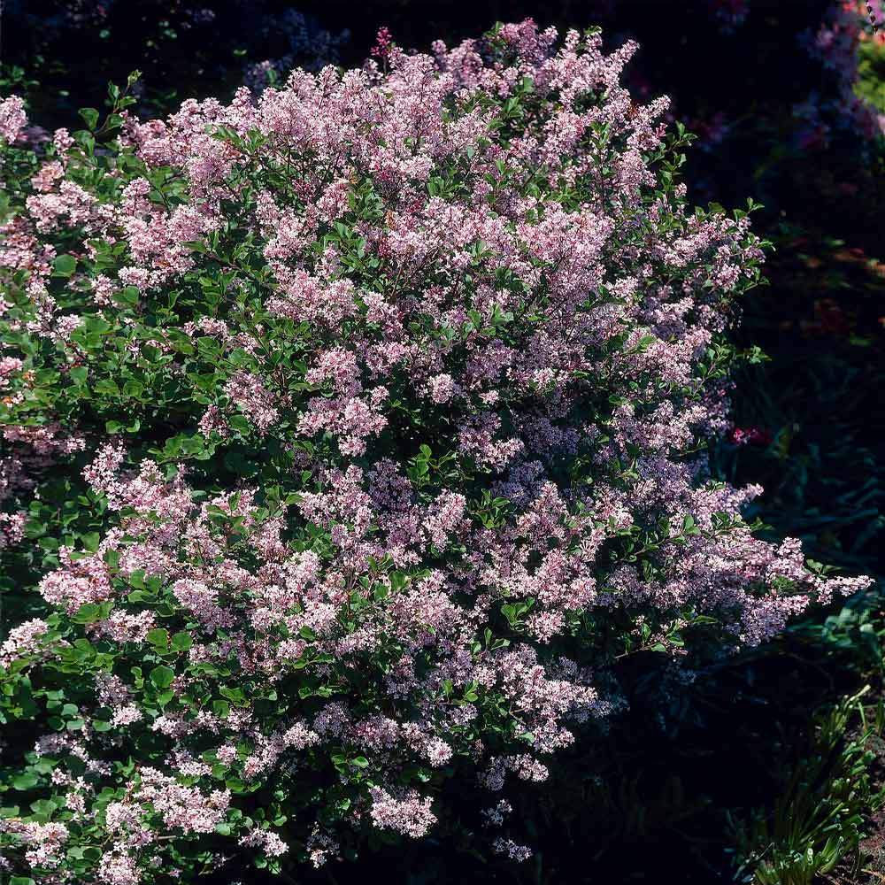Dwarf Korean Lilac Shrub