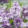 Korean Lilac Tree