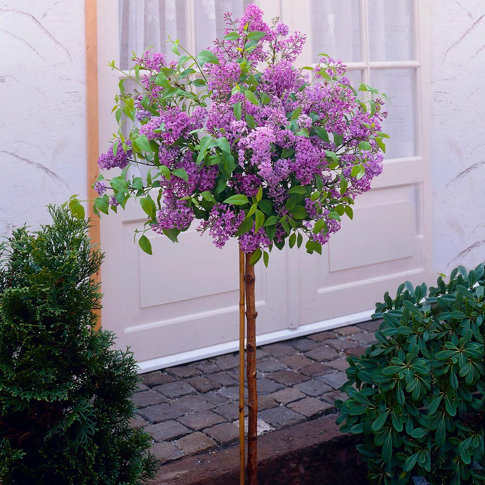 #3 - Korean Lilac Tree