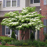 White Kousa Dogwood Tree