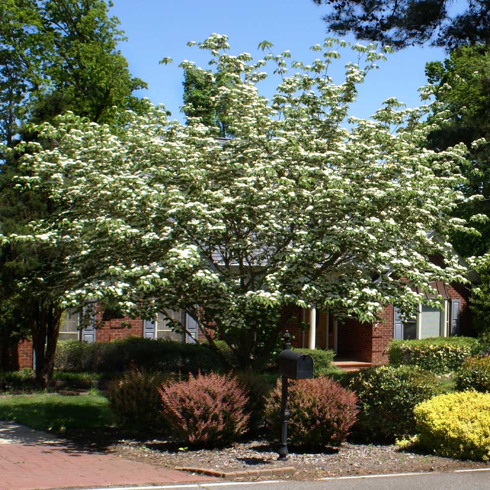 #3 - White Kousa Dogwood Tree