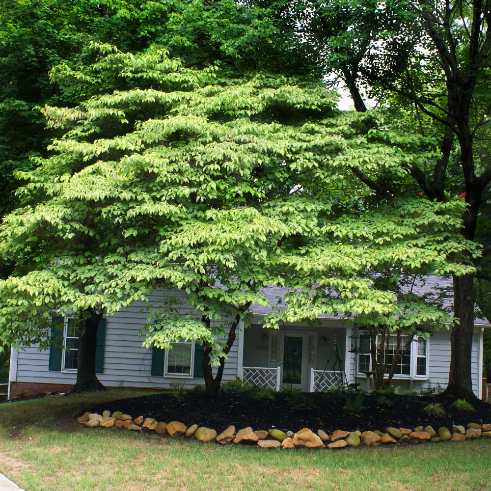 #4 - White Kousa Dogwood Tree