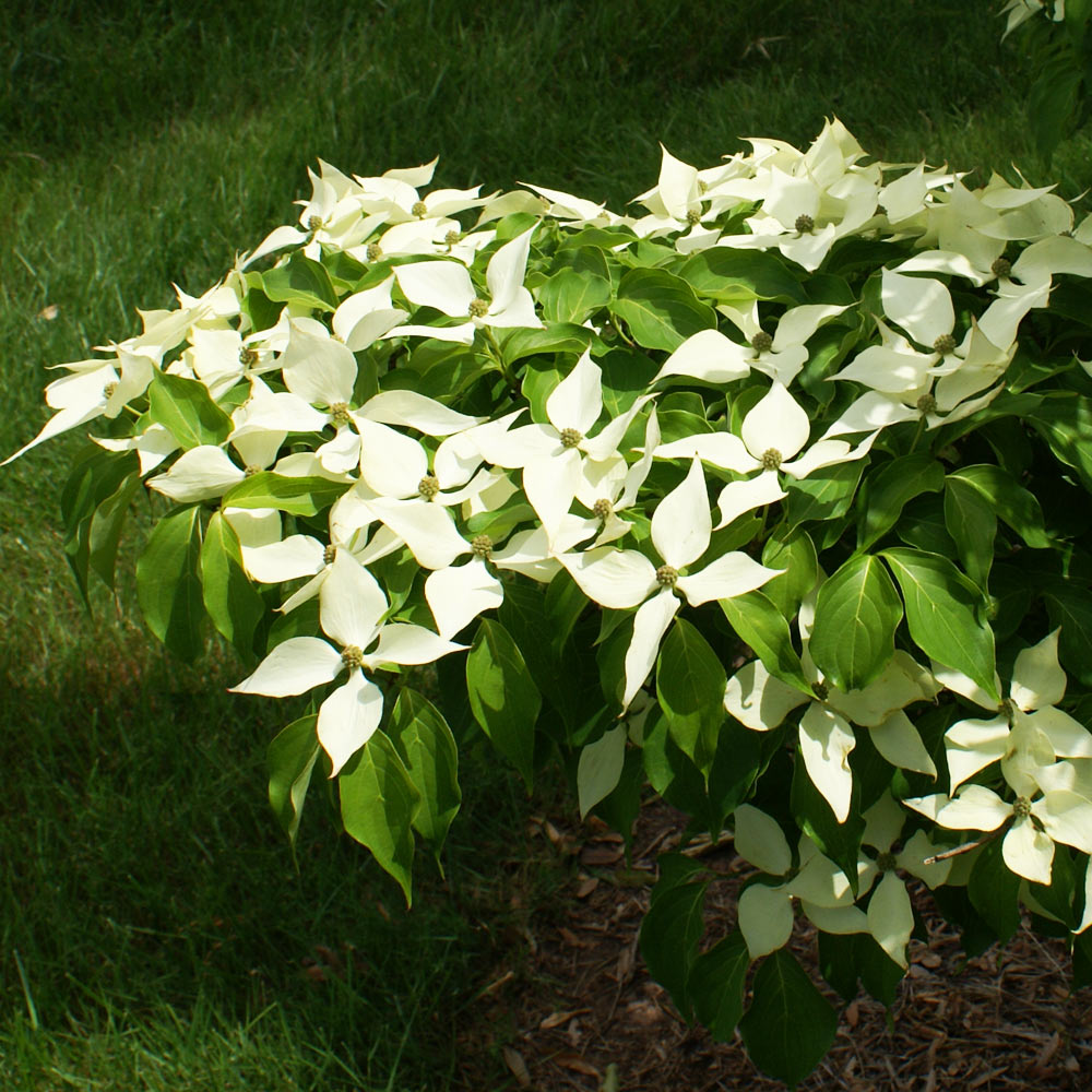 #6 - White Kousa Dogwood Tree