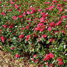 Kramers Supreme Camellia Shrub