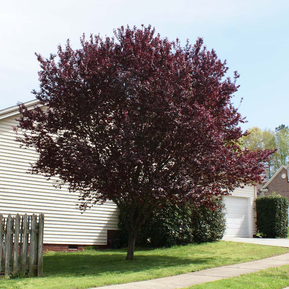 A photo of the Krauter Vesuvius Flowering Plum Tree