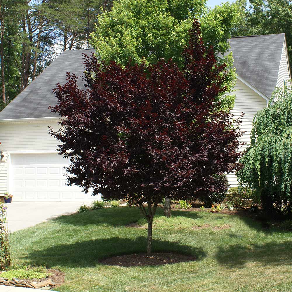 #5 - Krauter Vesuvius Flowering Plum Tree