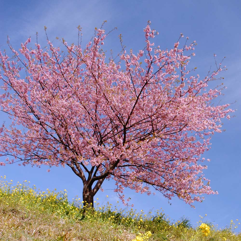 #2 - Kwanzan Cherry Tree
