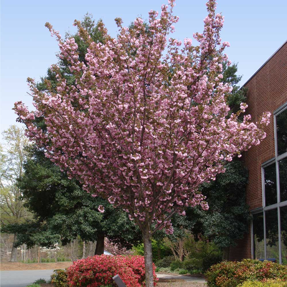 #4 - Kwanzan Cherry Tree