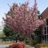 Kwanzan Cherry Tree