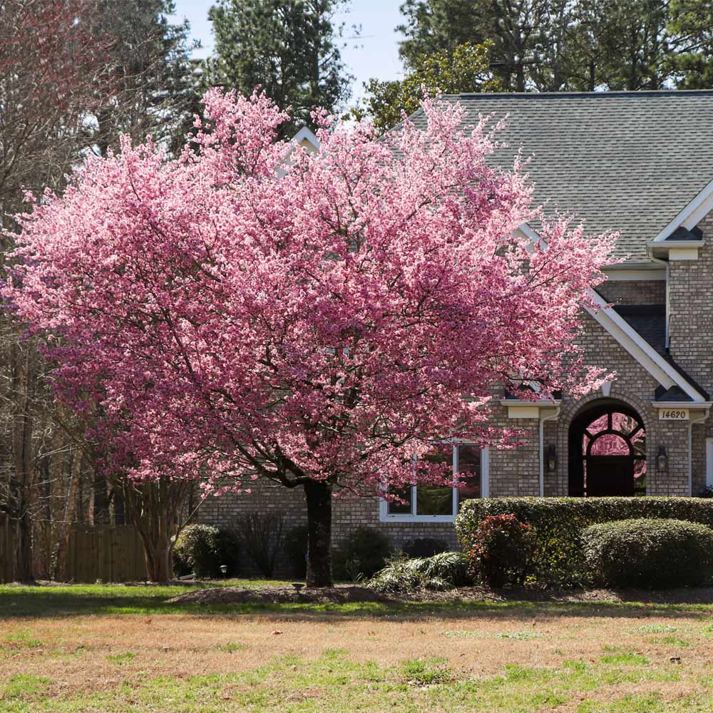 A photo of the Kwanzan Cherry Tree