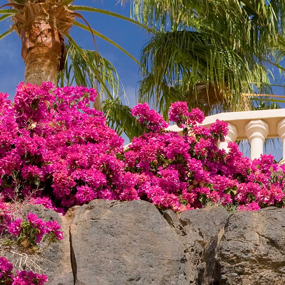 A photo of the La Jolla Bougainvillea