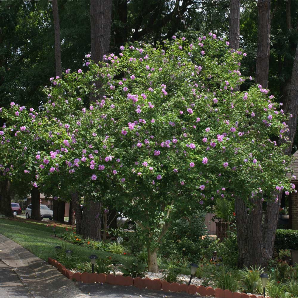 #2 - Lavender Rose of Sharon Althea Tree