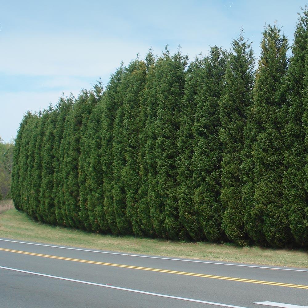 A photo of the Leyland Cypress Tree