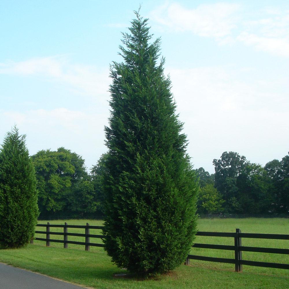 #4 - Leyland Cypress Tree