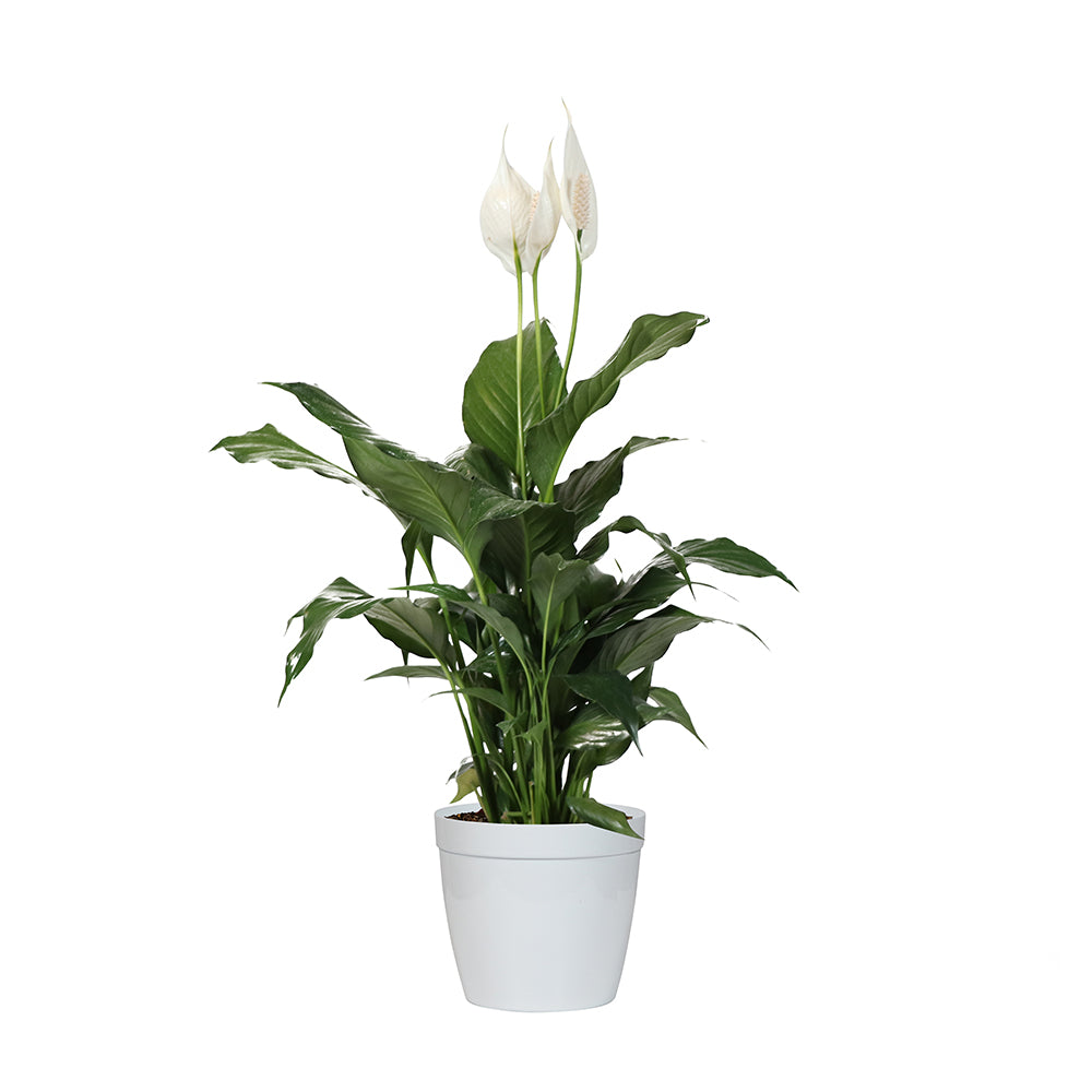 #5 - Peace Lily