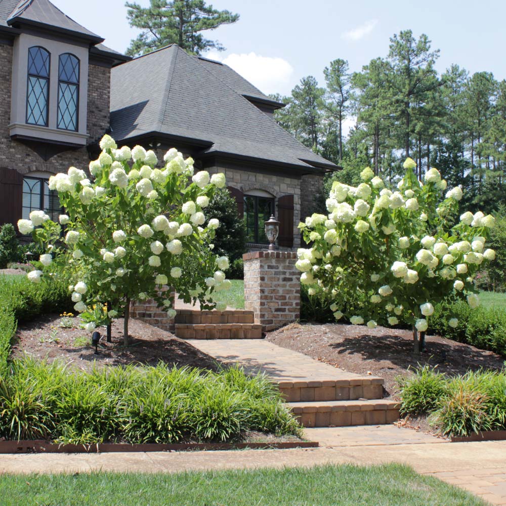 #2 - Limelight Hydrangea Tree