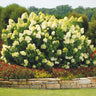 Limelight Hydrangea Shrub