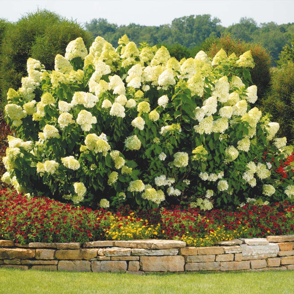 Limelight Hydrangea Shrub