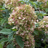 Limelight Hydrangea Shrub