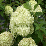 Limelight Hydrangea Tree