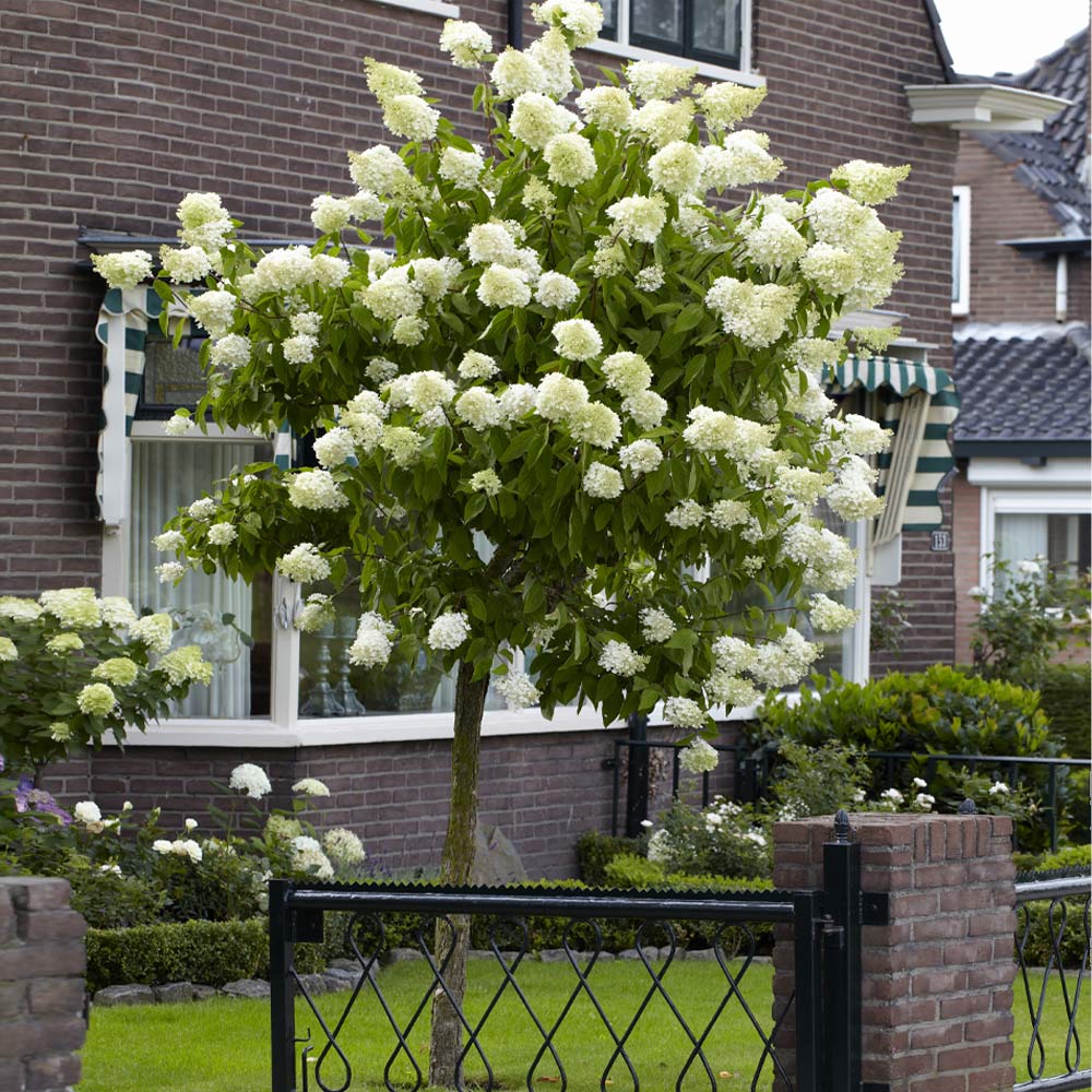 A photo of the Limelight Hydrangea Tree