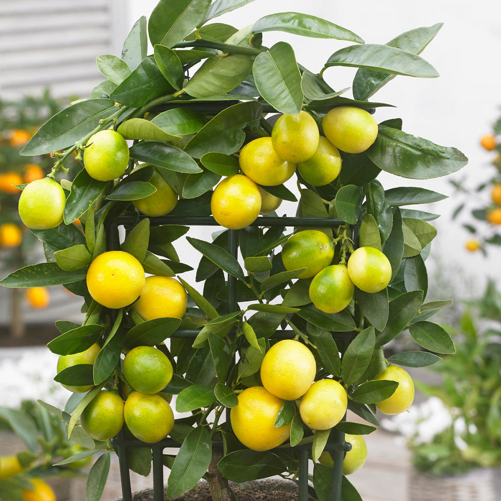 #3 - Limequat Tree