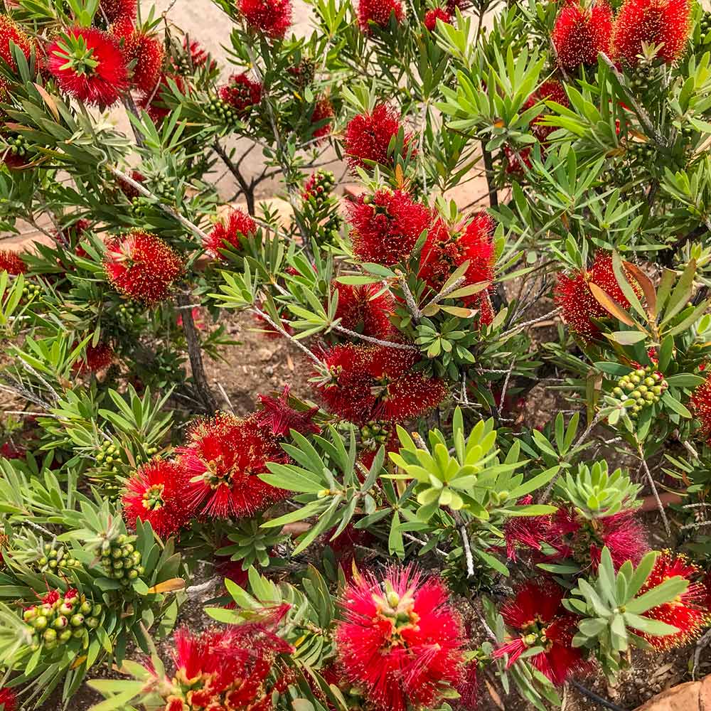 #2 - Little John Dwarf Bottlebrush