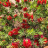 Little John Dwarf Bottlebrush