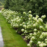 Little Lime® Hydrangea Shrub