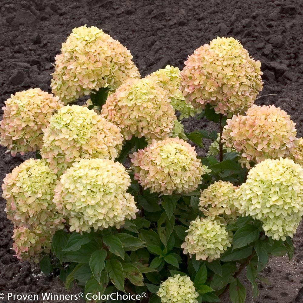 #4 - Little Lime® Hydrangea Shrub
