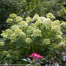 Little Lime® Hydrangea Shrub