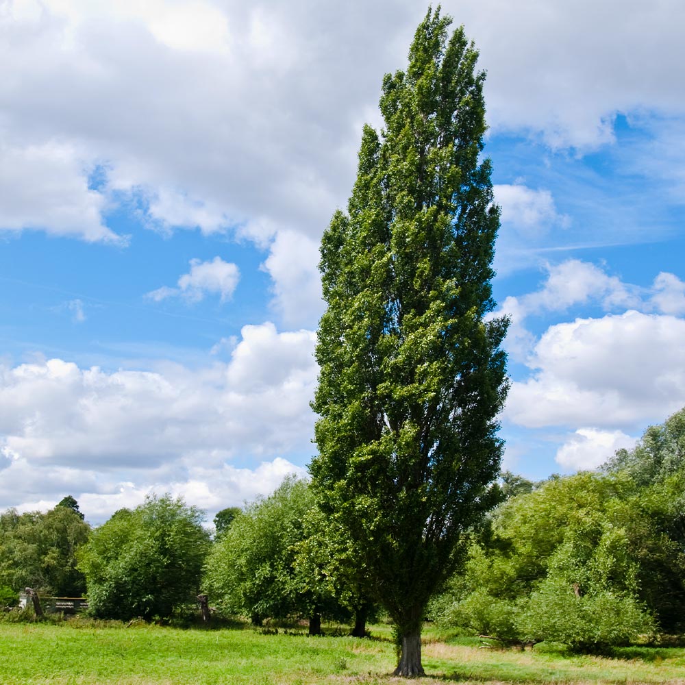 #2 - Lombardy Poplar Tree