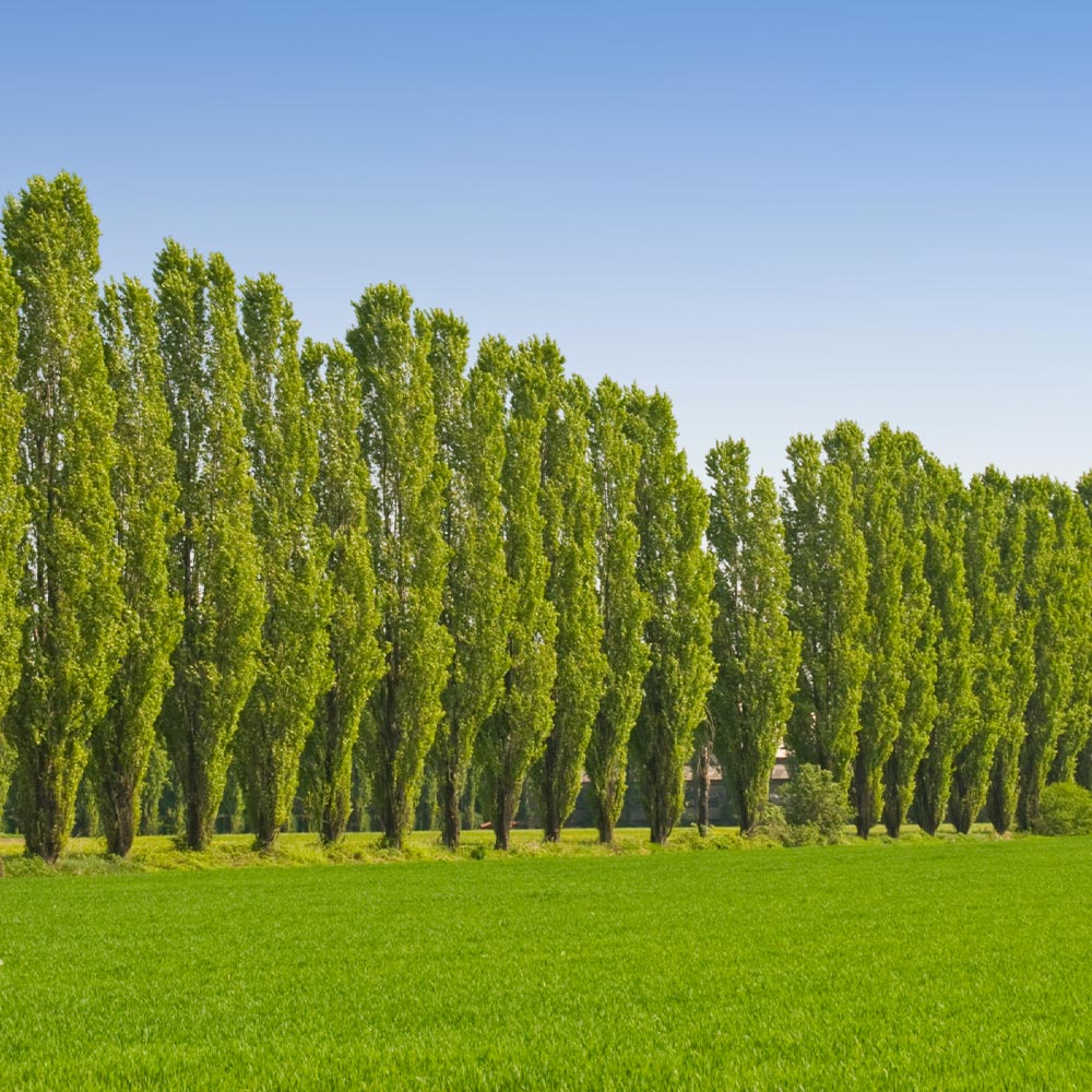 #5 - Lombardy Poplar Tree