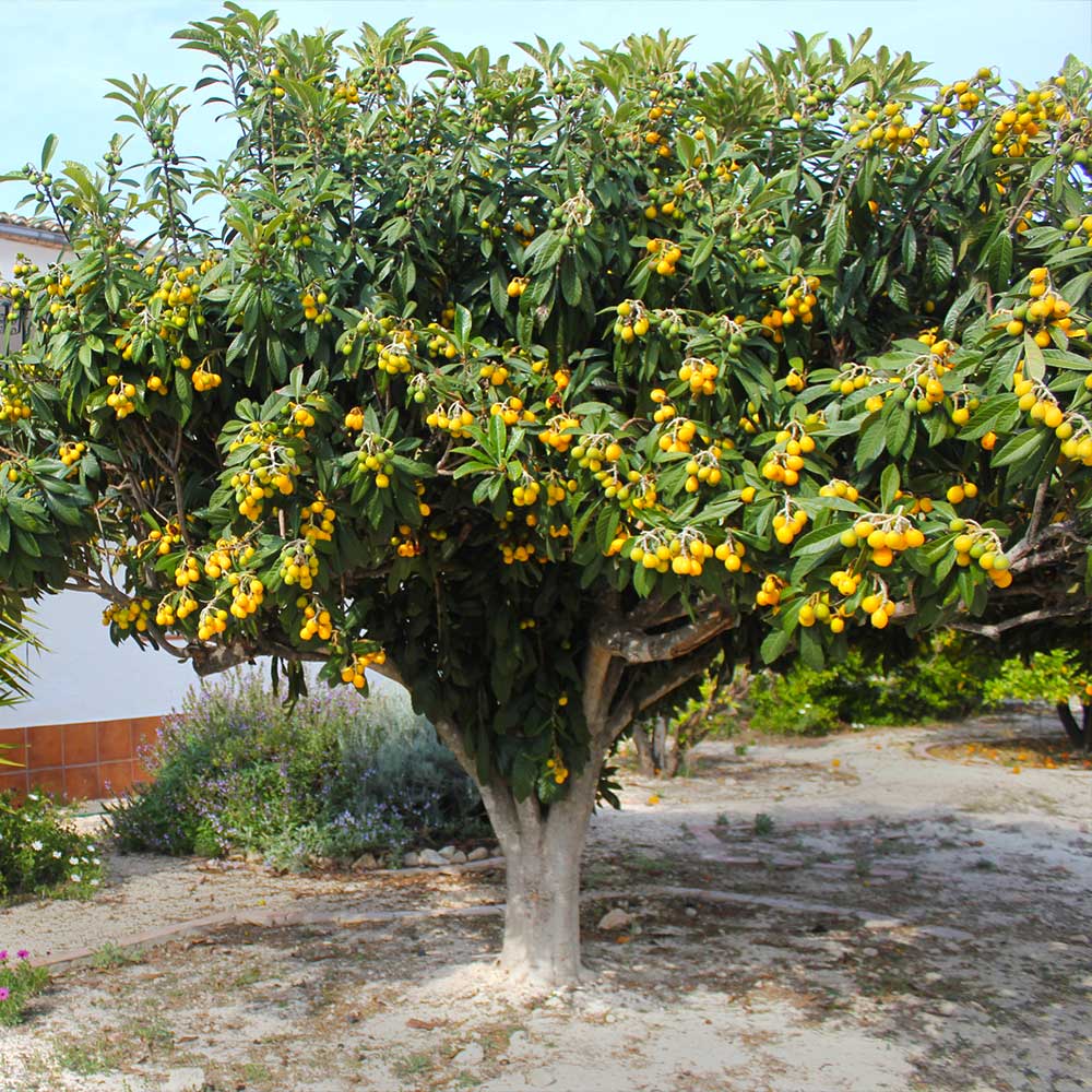 #2 - Loquat Tree